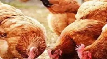 تفاصيل أسعار الدواجن “الأمهات” والساسو: توازن العرض والطلب في المزارع